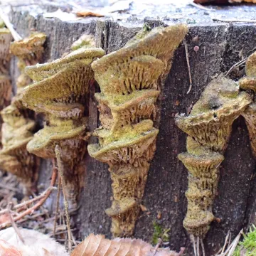 Leśne krajobrazy na plenerze fundacji „Foto POZYTYW”