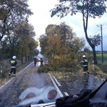 Wiatr łamał drzewa