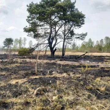 Pożar w gminie Przedbórz. Spłonęła trawa i węże