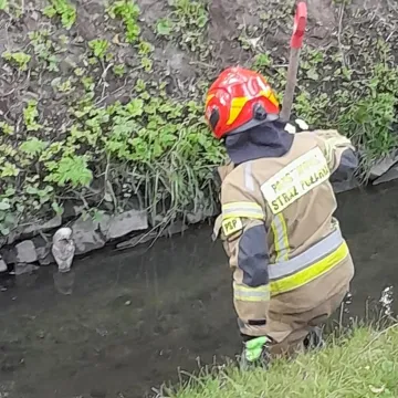 Sowa wyłowiona z Radomki