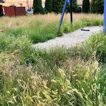 Betonoza kontra łąki kwietne