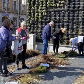 Akcja „Zielone Radomsko”. Do rozdania 8 tys. sadzonek drzew