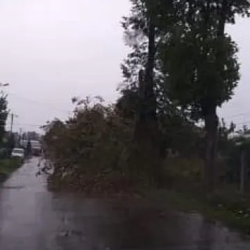 Wiatr łamał drzewa