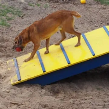 W schronisku dla zwierząt w Radomsku powstał Mini Dog Park