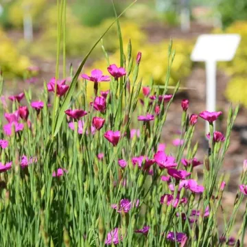 Przy PSP 6 w Radomsku powstał ogród dydaktyczny