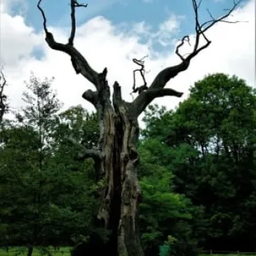 Wycieczka do Rogalina