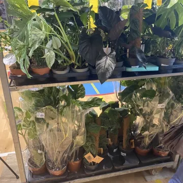 Rośliny opanowały Radomsko. Festiwal Roślin odbył się po raz pierwszy