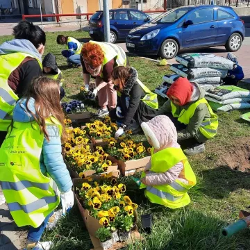 W Radomsku posadzono ponad 300 bratków w żółtym i niebieskim kolorze