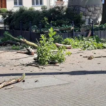 Beton zabija stare drzewa