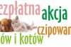 Darmowe czipowanie zwierząt już w sobotę