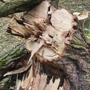 Dlaczego wycinane są drzewa w Miasteczku Ruchu Drogowego w Radomsku?