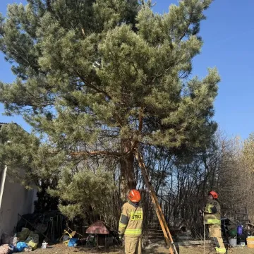 Kocia interwencja strażaków w Pławnie