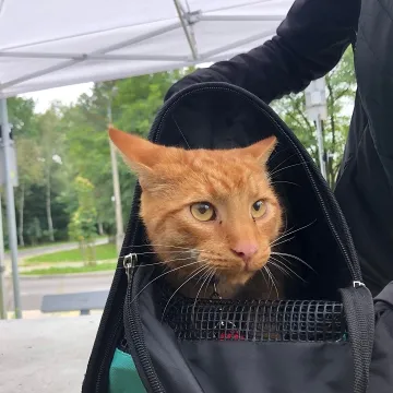 Udane czipowanie zwierzaków w Radomsku