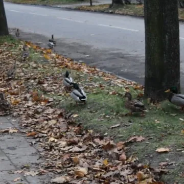Rewaloryzacja parku Świętojańskiego. Ile już  zrobiono?