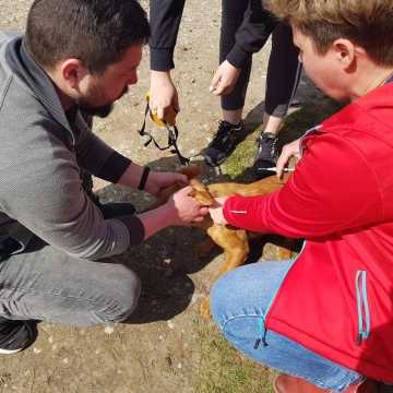 Kolejna akcja bezpłatnego czipowania psów i kotów już w sobotę w Radomsku!