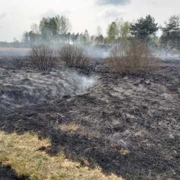 Pożar w gminie Przedbórz. Spłonęła trawa i węże