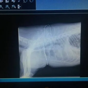 Pies stracił życie we wnykach