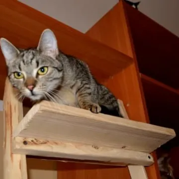 Kocia Arka przeniosła się na ul. Wyszyńskiego