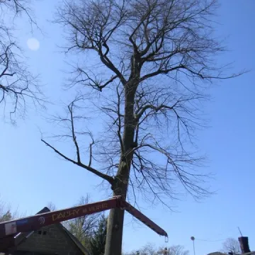 Nowy pomnik przyrody w Radomsku