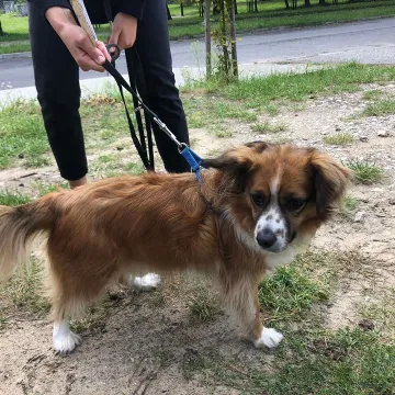 Udane czipowanie zwierzaków w Radomsku