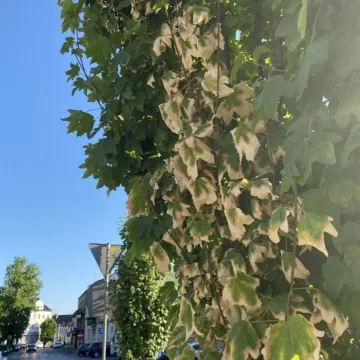 Oparzenie słoneczne drzew na ul. Reymonta w Radomsku