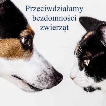 Powiat Radomszczański wspiera walkę z bezdomnością zwierząt. 70 tysięcy na zabiegi