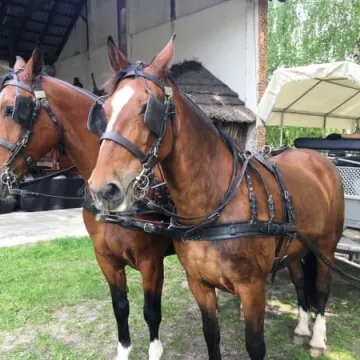 Manewry klas mundurowych z 