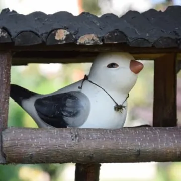 Konkursowe ogrody radomszczan