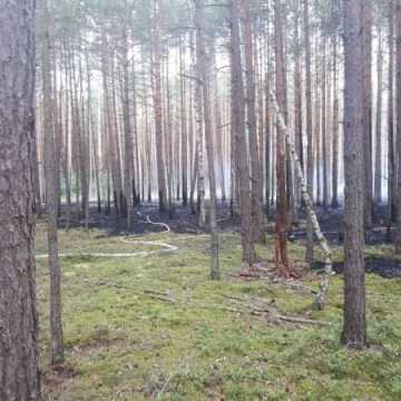  Pożar poszycia leśnego w Żytnie