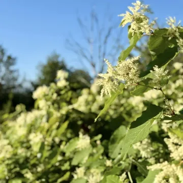 Wielkie sprzątanie w Przedborzu. Pilica odzyskała blask