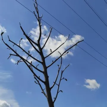 Prezydent Radomska sadził drzewa przy ul. Unii Europejskiej