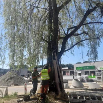 Sprawdzają odporność topoli oraz wierzby z ul. Żeromskiego w Radomsku