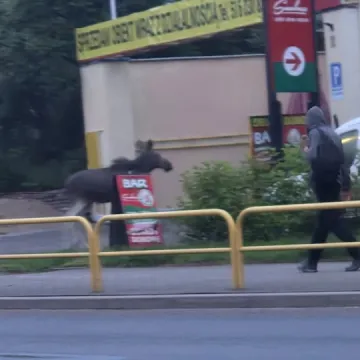 Niecodzienny gość w centrum Radomska