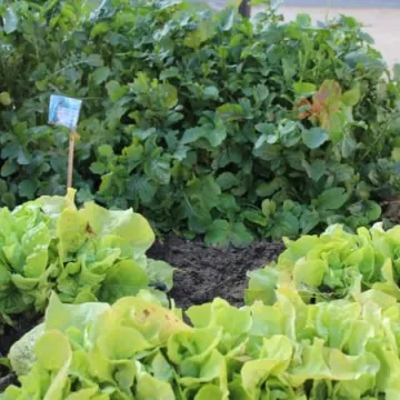 Ekopracownia pod chmurką w PSP nr 9 w Radomsku już działa