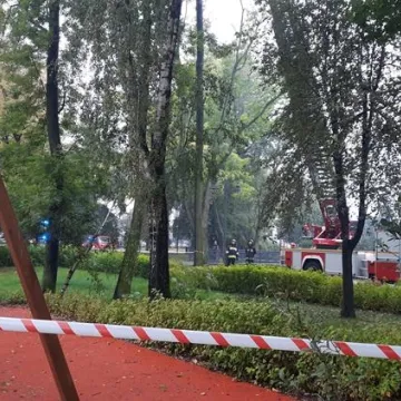 Brzoza w Parku Świętojańskim nie będzie już stwarzać zagrożenia