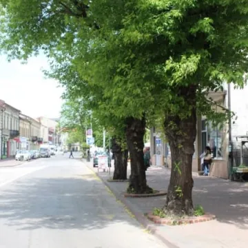 Drzewa na ulicy Reymonta poszły pod topór