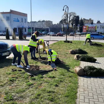 W Radomsku posadzono ponad 300 bratków w żółtym i niebieskim kolorze