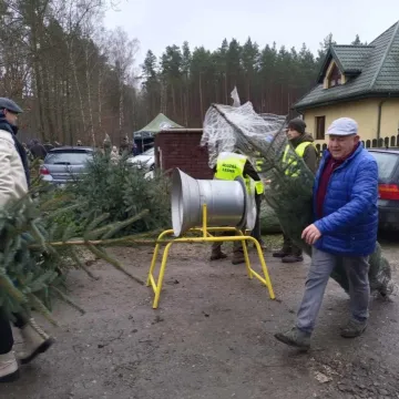 Wielkie „Choinkobranie” w Radomsku