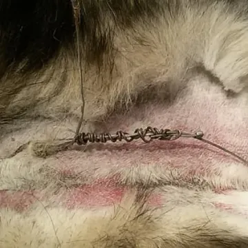 Pies stracił życie we wnykach