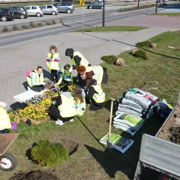 W Radomsku posadzono ponad 300 bratków w żółtym i niebieskim kolorze