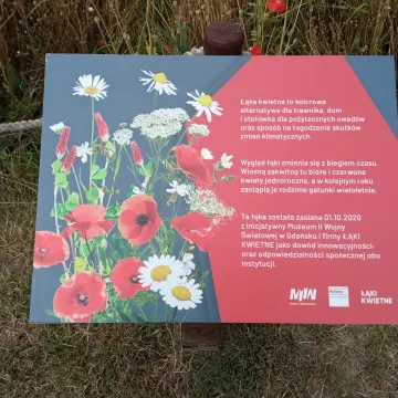 Betonoza kontra łąki kwietne