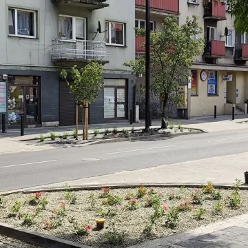 Zazielenia się ulica Reymonta w Radomsku