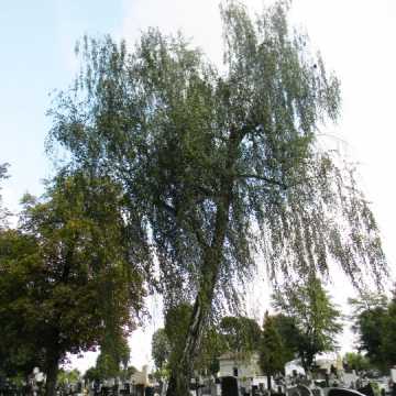 Zatrute drzewo na Starym Cmentarzu w Radomsku. Sprawę bada prokuratura