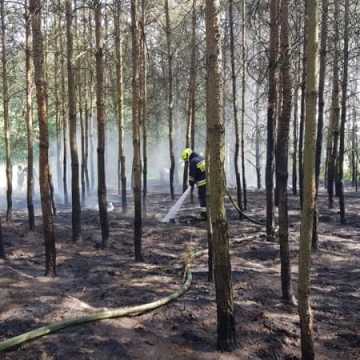  20 arów lasu poszło z dymem