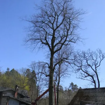 Nowy pomnik przyrody w Radomsku