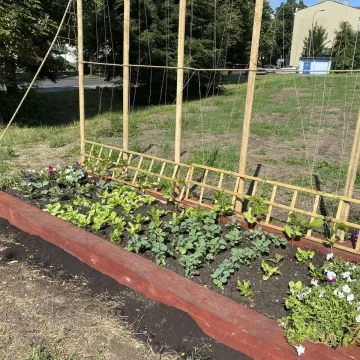 Ogródek warzywny przy Interku w Radomsku