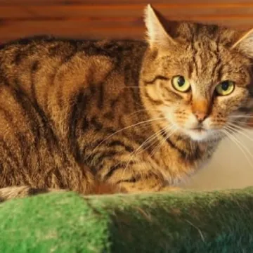 Podaruj seniorowi domek, by na zawsze merdał mu ogonek