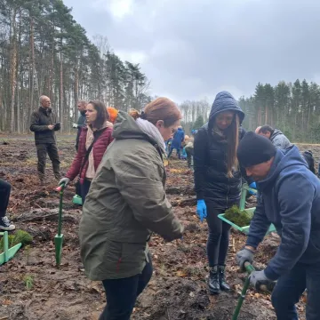 Akcja „Łączą nas Drzewa” w Radomsku