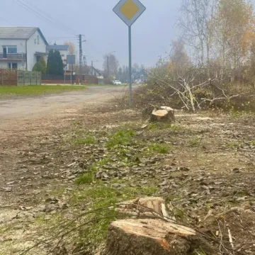 Radny Rząsowski: prezydent wycina kolejne drzewa
