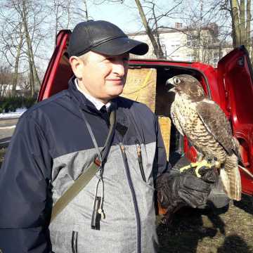 Sokolnik płoszy gawrony i kawki w parku Świętojańskim w Radomsku